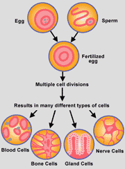 a1 cells-split