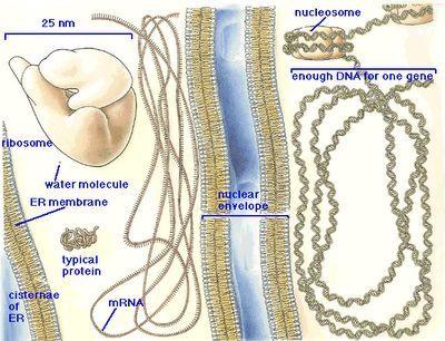 a1 DNA-RNA-ribosome