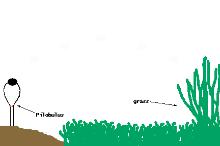 a1 pilobolus trajectory