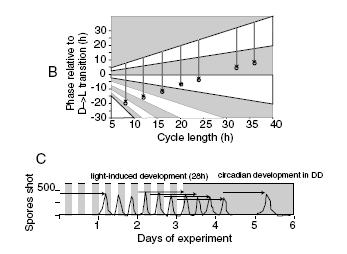 a11 pilobolus circadian