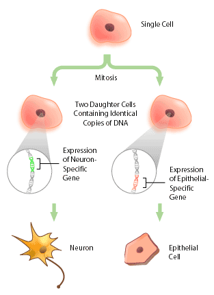 a2 cell differentiation