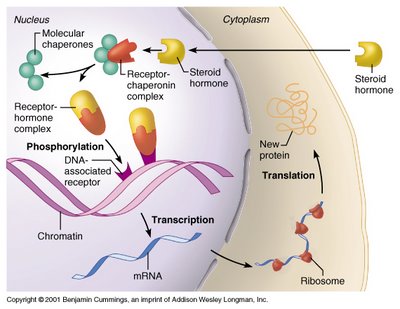 a2 steroid-receptor