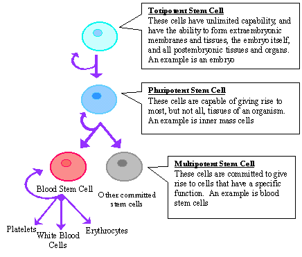 a3 cell_differentiation