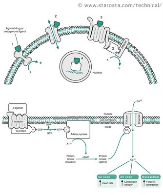 a3 membrane_receptor