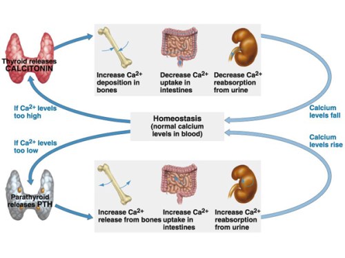 a4 calcium regulation