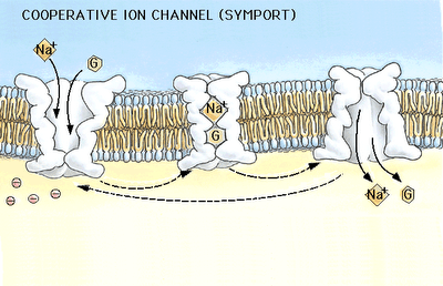 a4 ion channel
