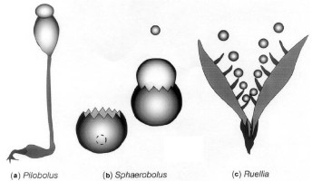 a6 pilobolus spores_ejection