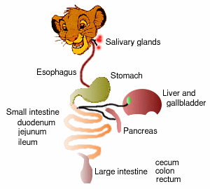 a7 digestive system