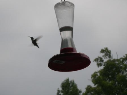 hummingbird1