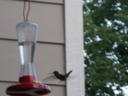 hummingbird2