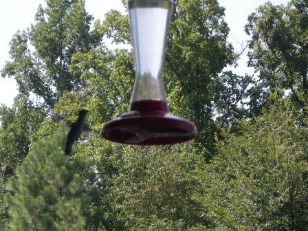 hummingbird4